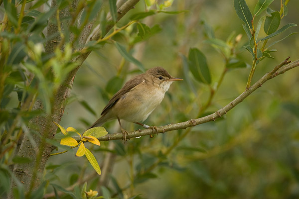 Kleine karekiet (Acrocephalus scirpaceus) in een wilg