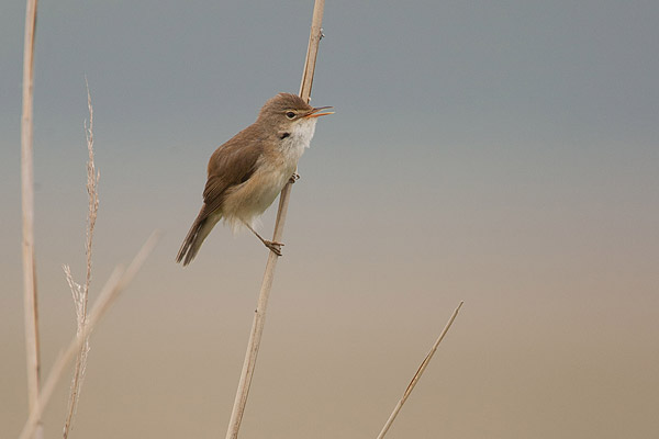 Kleine karekiet (Acrocephalus scirpaceus) zingt in het riet