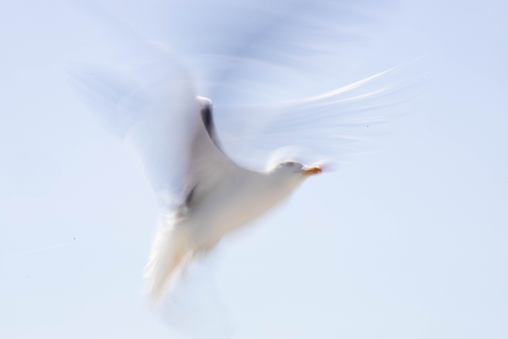 Kleine mantelmeeuw, met een lange sluitertijd gefotografeerd