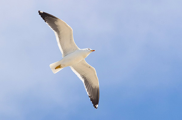 Kleine mantelmeeuw (Larus fuscus) 