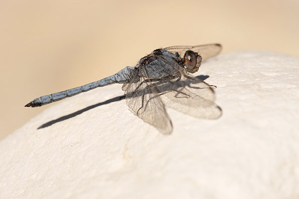 Kleine oeverlibel (Orthetrum taeniolatum) man