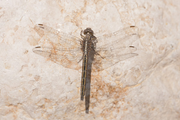 Kleine oeverlibel (Orthetrum taeniolatum) vrouw