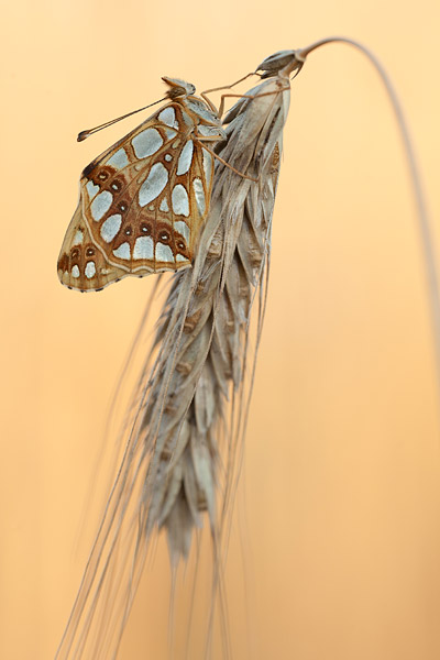 Kleine parelmoervlinder (Issoria lathonia) van de onderkant gefotografeerd