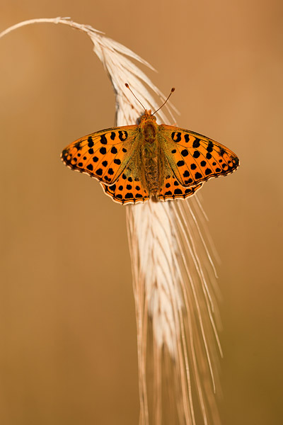 Kleine parelmoervlinder (Issoria lathonia) - bovenkant van de vleugels