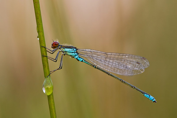 Kleine roodoogjuffer (Erythromma viridulum) 