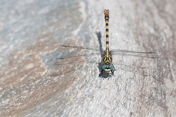 Kleine tanglibel (Onychogomphus forcipatus) mannetje