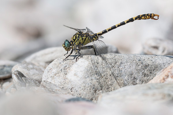 Kleine tanglibel (Onychogomphus forcipatus) mannetje