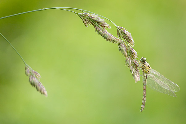 Kleine tanglibel (Onychogomphus forcipatus) vers vrouwtje