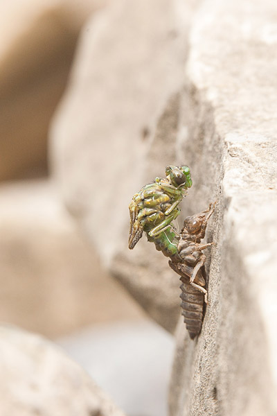 Kleine tanglibel (Onychogomphus forcipatus) horizontaal uitsluipend