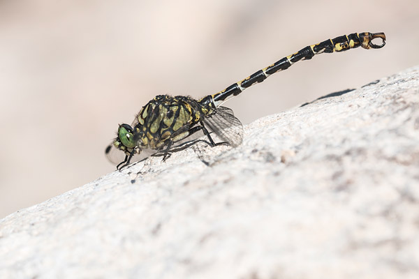 Kleine tanglibel (Onychogomphus forcipatus) 