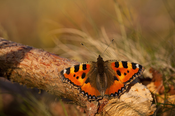 Kleine vos (Aglais urticae) 