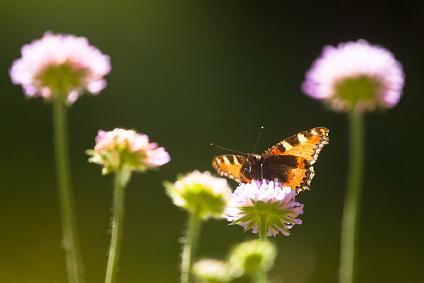 Kleine vos (Aglais urticae) op duifkruid in tegenlicht