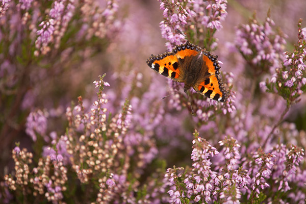 Kleine vos (Aglais urticae) 