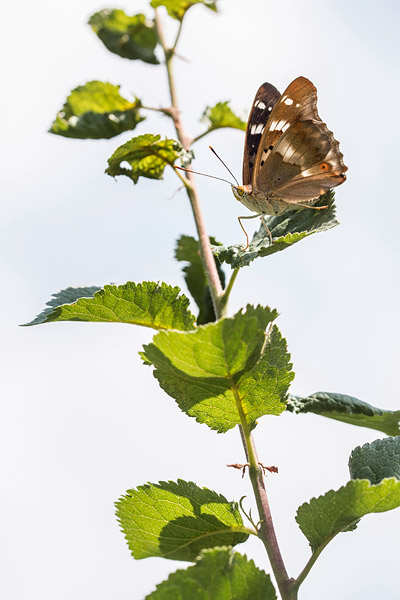 Vrouwtje Kleine weerschijnvlinder (Apatura ilia) 