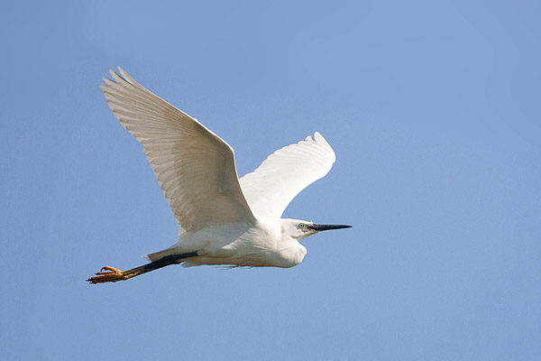 Kleine zilverreiger (Egretta garzetta) in vlucht