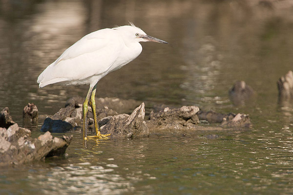 Kleine zilverreiger (Egretta garzetta) 