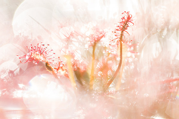 Kleine zonnedauw (Drosera intermedia) en bokeh