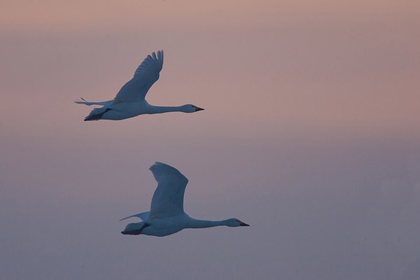 Wilde zwanen in vlucht