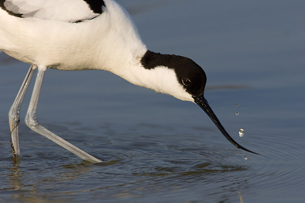 Kluut (Recurvirostra avosetta) 