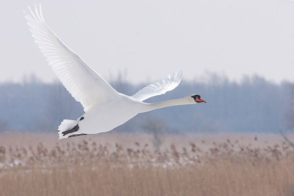 Knobbelzwaan (Cygnus olor) in vlucht