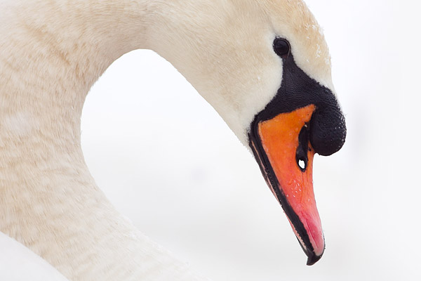 Portret van een Knobbelzwaan (Cygnus olor) 