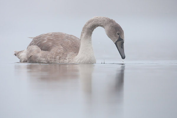 Jonge Knobbelzwaan (Cygnus olor) 