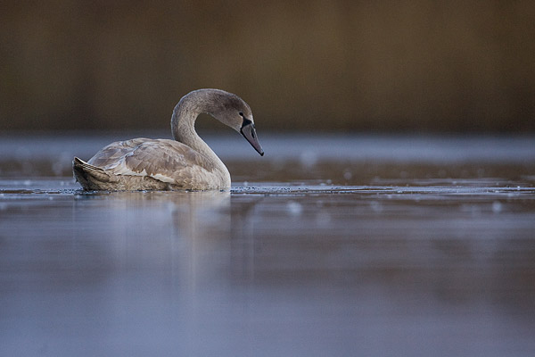 Jonge Knobbelzwaan (Cygnus olor) 