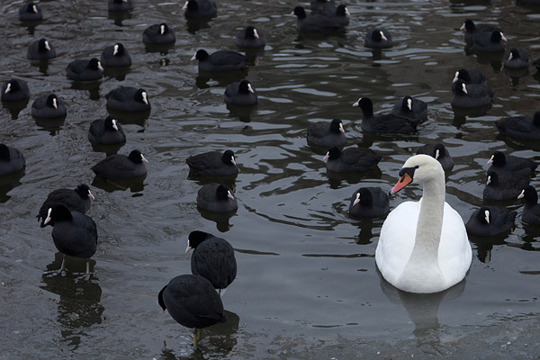 Witte Knobbelzwaan (Cygnus olor) tussen zwarte meerkoeten