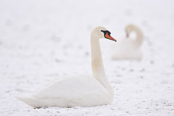 Twee knobbelzwanen in de sneeuw.