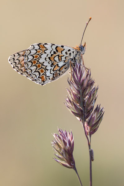 Knoopkruidparelmoervlinder (Melitaea phoebe) 