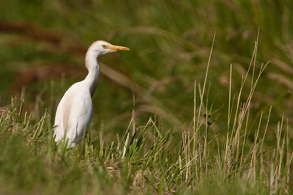 Koereiger (Bubulcus ibis) 