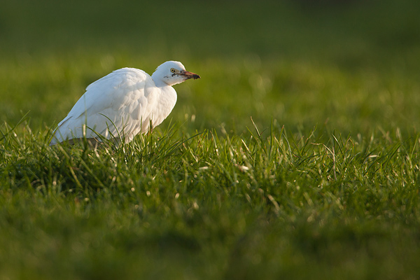 Koereiger (Bubulcus ibis) met zwartkopmeeuwen Koereiger (Bubulcus ibis) met zwartkopmeeuwen