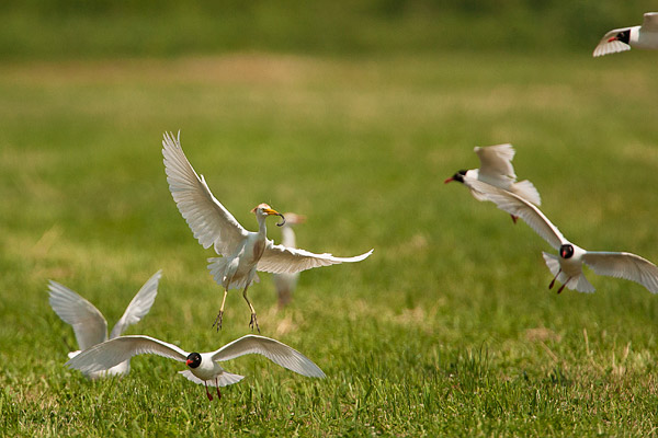 Koereiger (Bubulcus ibis) 