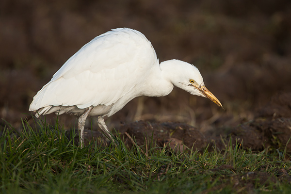 Koereiger (Bubulcus ibis) bij Kampen