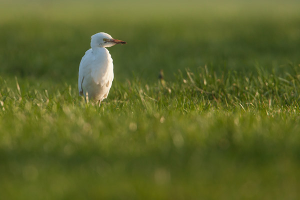 Koereiger (Bubulcus ibis) bij Kampen