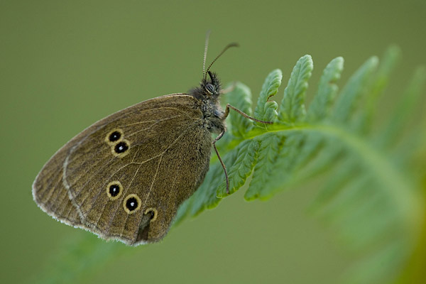 Koevinkje (Aphantopus hyperantus) 