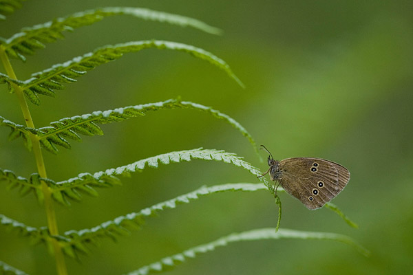 Koevinkje (Aphantopus hyperantus) 