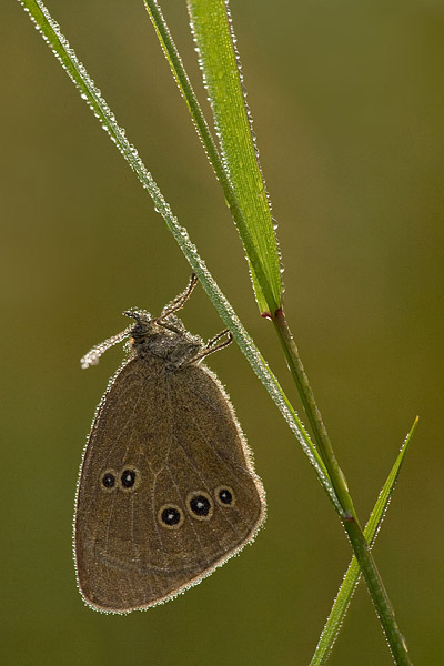 Koevinkje (Aphantopus hyperantus) onder de dauw