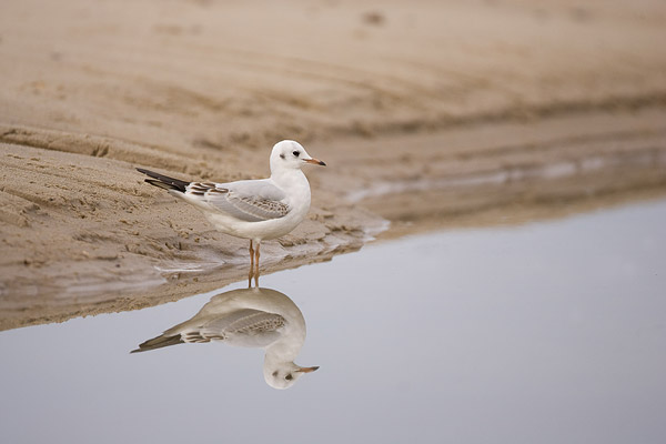 Reflectie