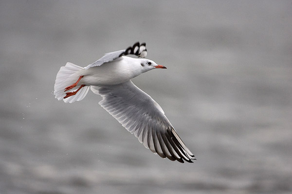 Kokmeeuw (Larus ridibundus) 