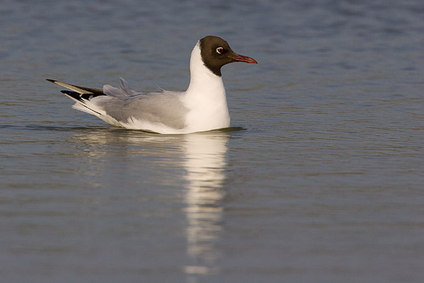 Kokmeeuw (Larus ridibundus) 