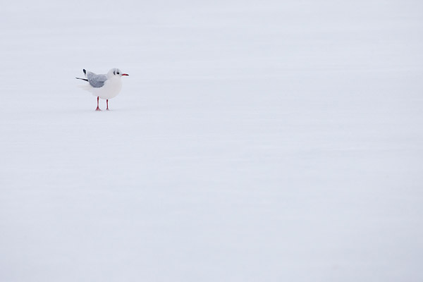 Kokmeeuwen in een sneeuwbui