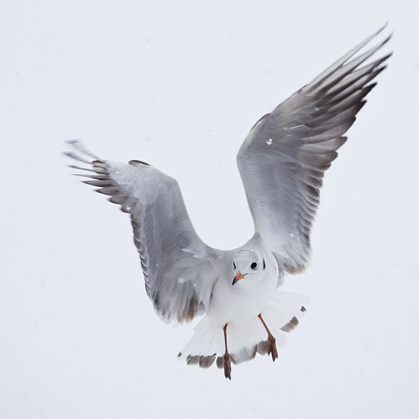 Kokmeeuw (Larus ridibundus) in high-key