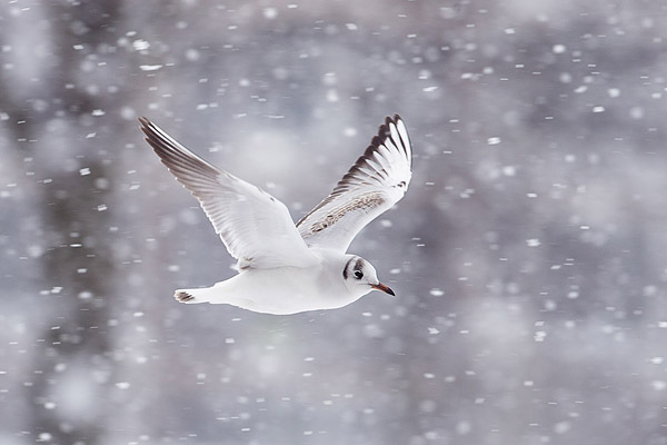 Kokmeeuw in de sneeuw