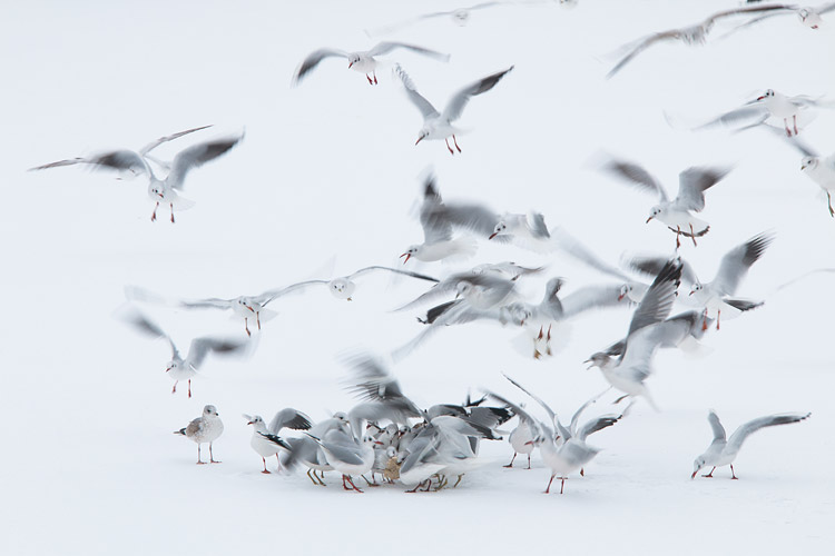 Hongerige meeuwen als gieren op het brood