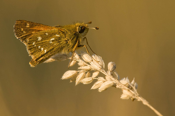 Kommavlinder (Hesperia comma) 