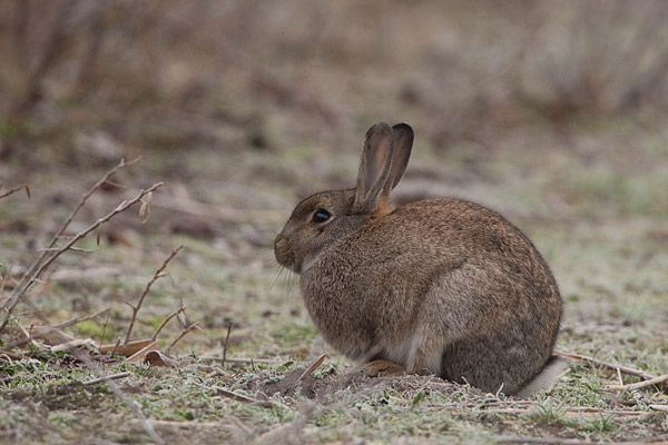 Konijn (Oryctolagus cuniculus) in de winter