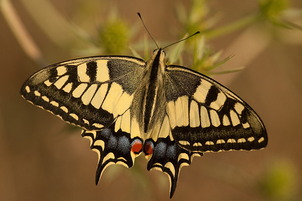 Verse koninginnenpage (Papilio machaon) in de Provence