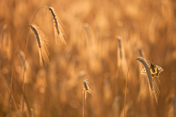 Koninginnenpage in een korenveld