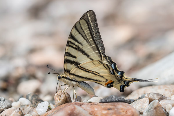 Koningspage (Iphiclides podalirius) 